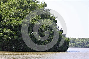 Lone Egret at Isla De Salamanca, Colombia photo