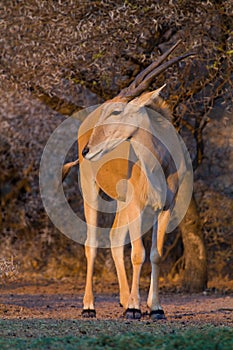 A lone Eland taurotragus oryx  in the bush. Dikhololo nature reserve, South Africa photo
