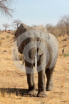 Lone Elephant