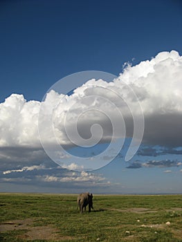 Lone Elephant