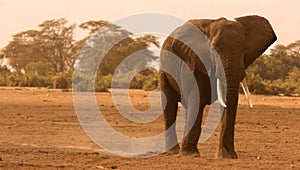 Lone Elephant in Amboseli