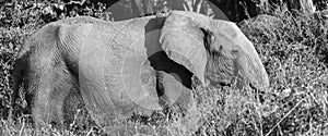 Lone Elephant Black And White Tsavo West National Park Kenya Africa