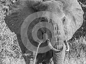 Lone Elephant Black And White Tsavo West National Park Kenya Africa