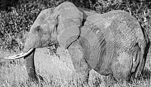 Lone Elephant Black And White Tsavo West National Park Kenya Africa