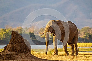 Lone elephant bull walking on the Zambesi plain.