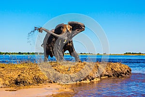 Lone elephant clean river silt