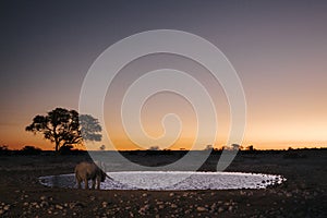 A lone elephant drinks at Okaukuejo water hole at sunset, Okaukuejo Rest Camp, Etosha National Park, Namibia, Africa