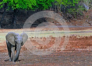 A lone Elephant on the dry riverbed in Mfuwe, with a tree lined background, south luangwa, national park, zambia