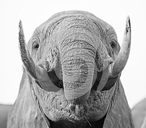 Lone elephant with full head and prominent tusks drink from camp waterhole - close up