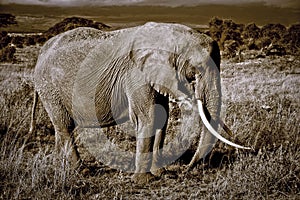 Lone elephant with large tusks