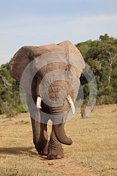 Lone elephant on patrol