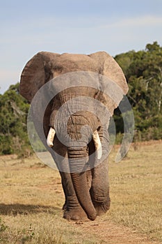 Lone elephant on patrol