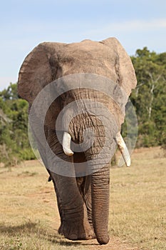 Lone elephant on patrol