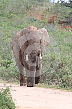 Lone elephant on patrol