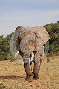 Lone elephant on patrol photo