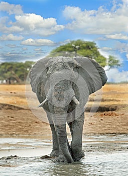 Lone Elephant standing in a waterhole in Hwange National Park