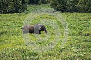 A lone elephant tries to hide in the grass ( Republic of the Congo) photo