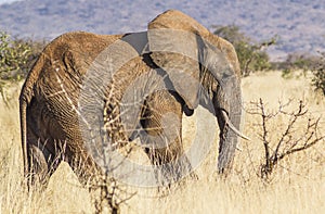 Lone Elephant Tsavo West National Park Kenya Africa