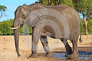 A lone elephant walking next to a waterhole in Hwnage National Park photo