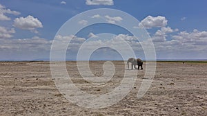 A lone elephant wanders through the endless African savanna.