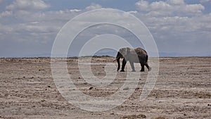 A lone elephant wanders through the endless African savanna.