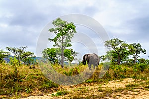 Lone elephant in wondering through the grass at sunrise near Pretoriuskop Rest Camp