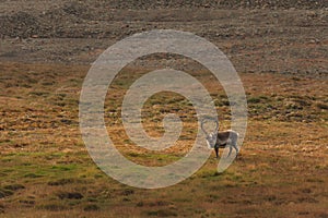 Lone Elk in Field