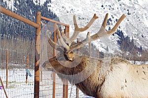 Lone elk outside of Girdwood, Alaska, in the winter.