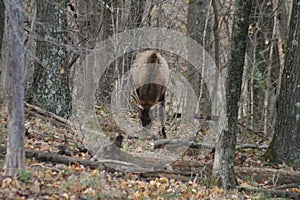 Lone Elk Park Fall 2019 I