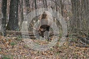 Lone Elk Park Fall 2019 III