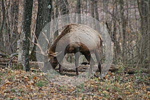 Lone Elk Park Fall 2019 IV