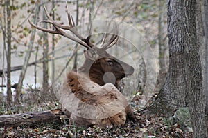 Lone Elk Park Fall 2019 VII