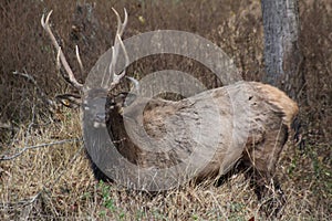 Lone Elk Park Fall 2019 X