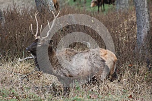 Lone Elk Park Fall 2019 XIV