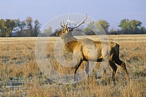 Lone Elk at sunrise, Niobrara National Wildlife Refuge, NE