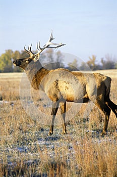 Lone Elk at sunrise, Niobrara National Wildlife Refuge, NE