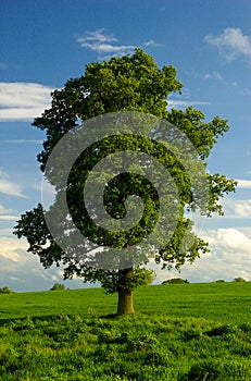 A Lone English Oak Tree