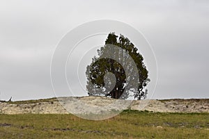 Lone Evergreen Tree in a Rural Area