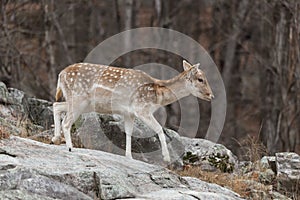 A lone fallow deer on a rock face