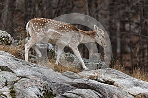 A lone fallow deer on a rock face