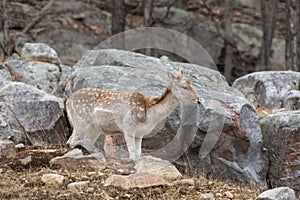 A lone fallow deer on a rock face