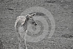 A lone farrow deer in a field