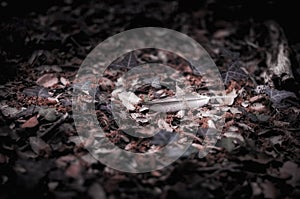 A lone feather on the forest floor.