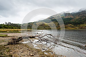 Lone felled branch stranded on the loch shore