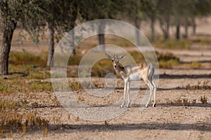 Lone female Arabian sand gazelle staring back