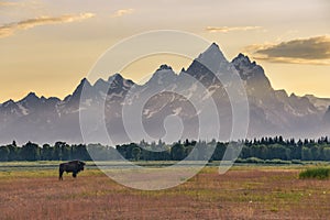Lone female bison standing in a colorful field in front of the Grand Tetons at sunset.