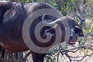 Lone female Cape Buffalo [syncerus caffer] cow mooing in South Africa