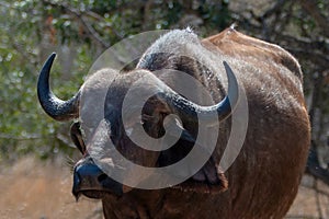 Lone female Cape Buffalo [syncerus caffer] cow in South Africa