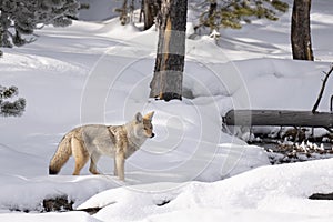 Lone female coyote in winter photo