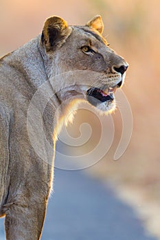Lone female Lion Panthera leo looking over his shoulder - Pilanesberg National Park, South Africa